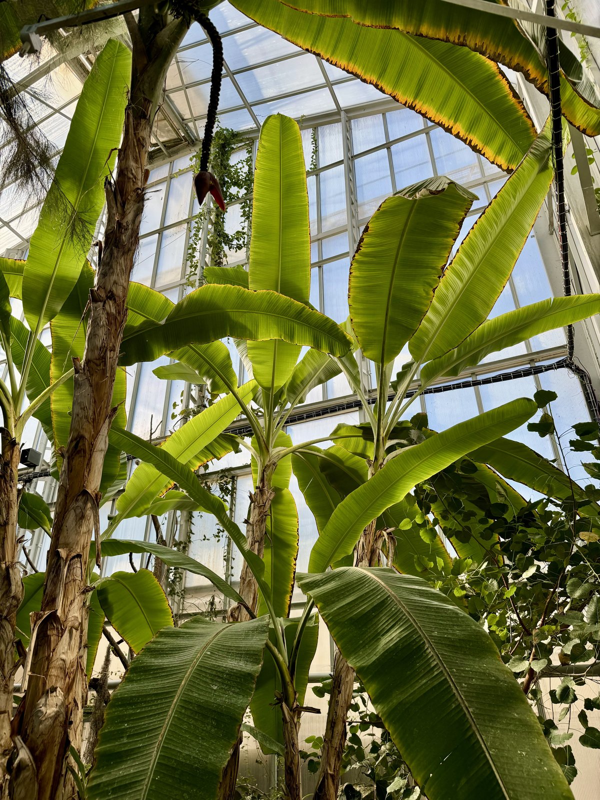 Botanická záhrada UPJŠ v Košiciach
