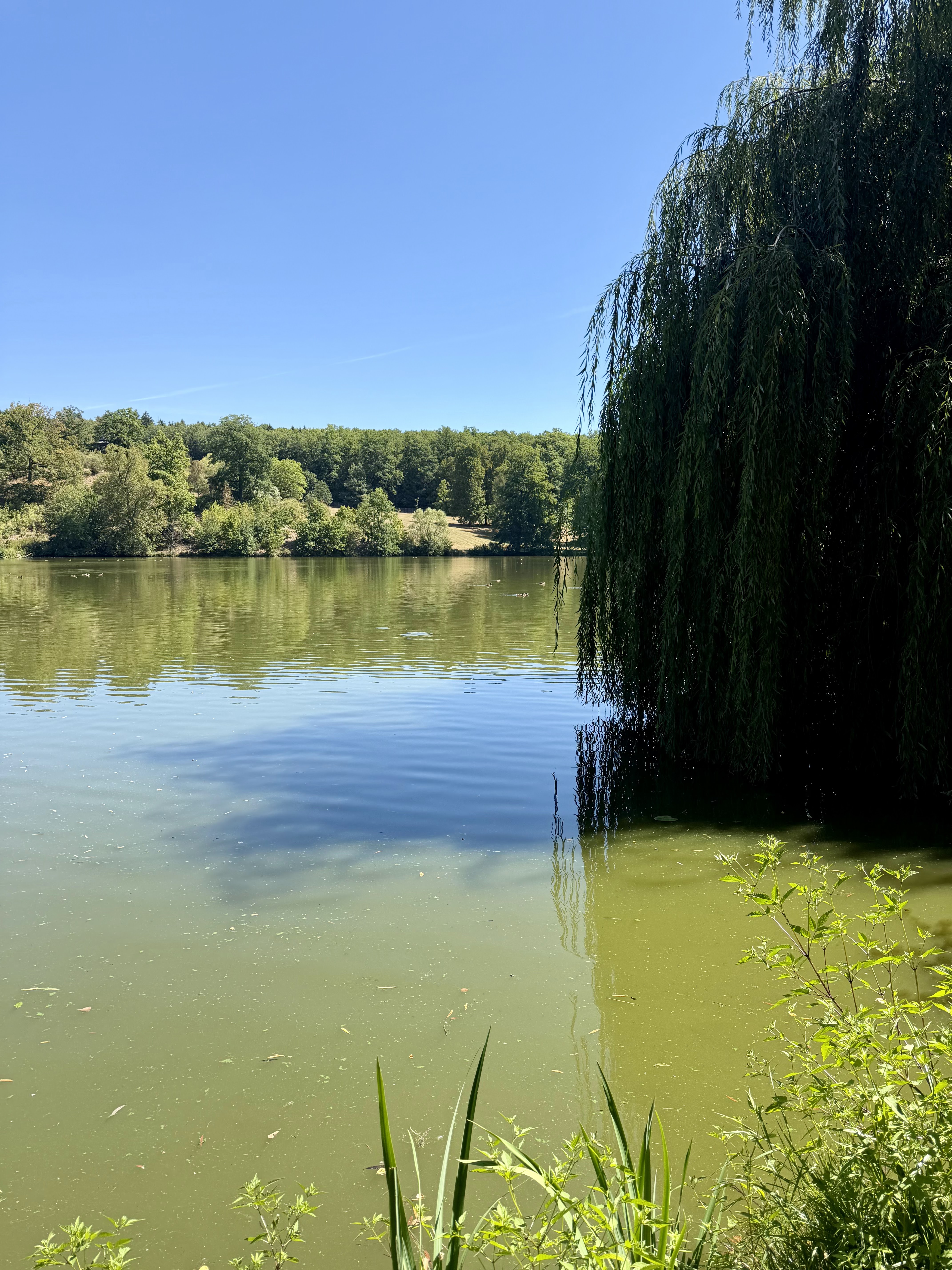 Lopatský rybnik