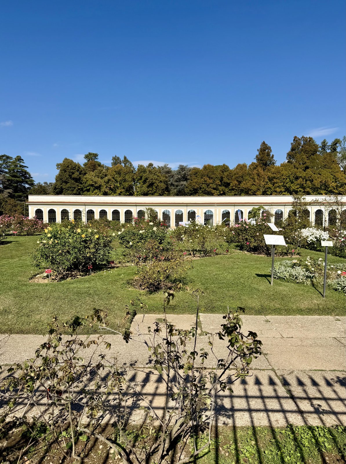 Roseto 'Niso Fumagalli'