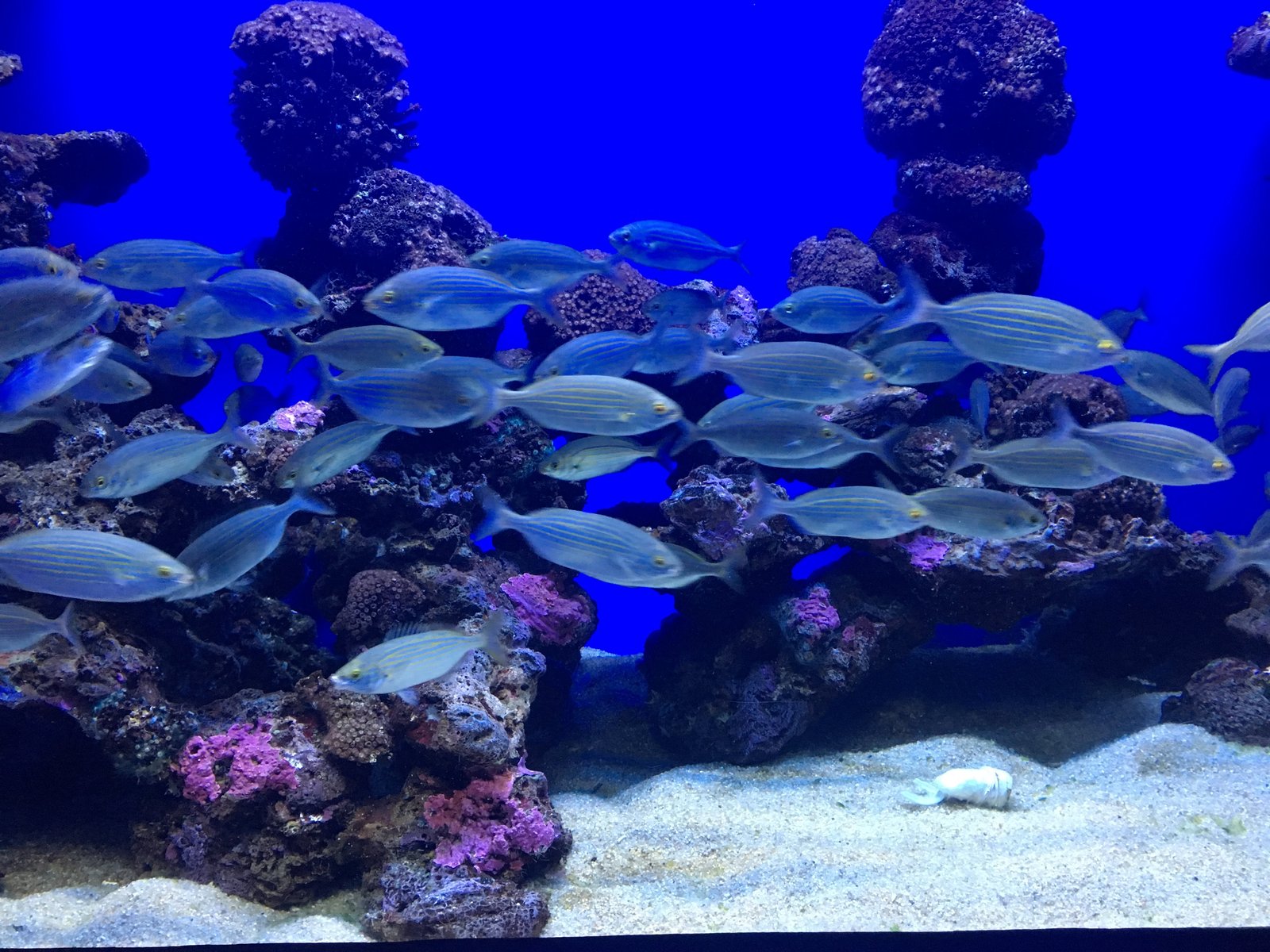Palma Aquarium