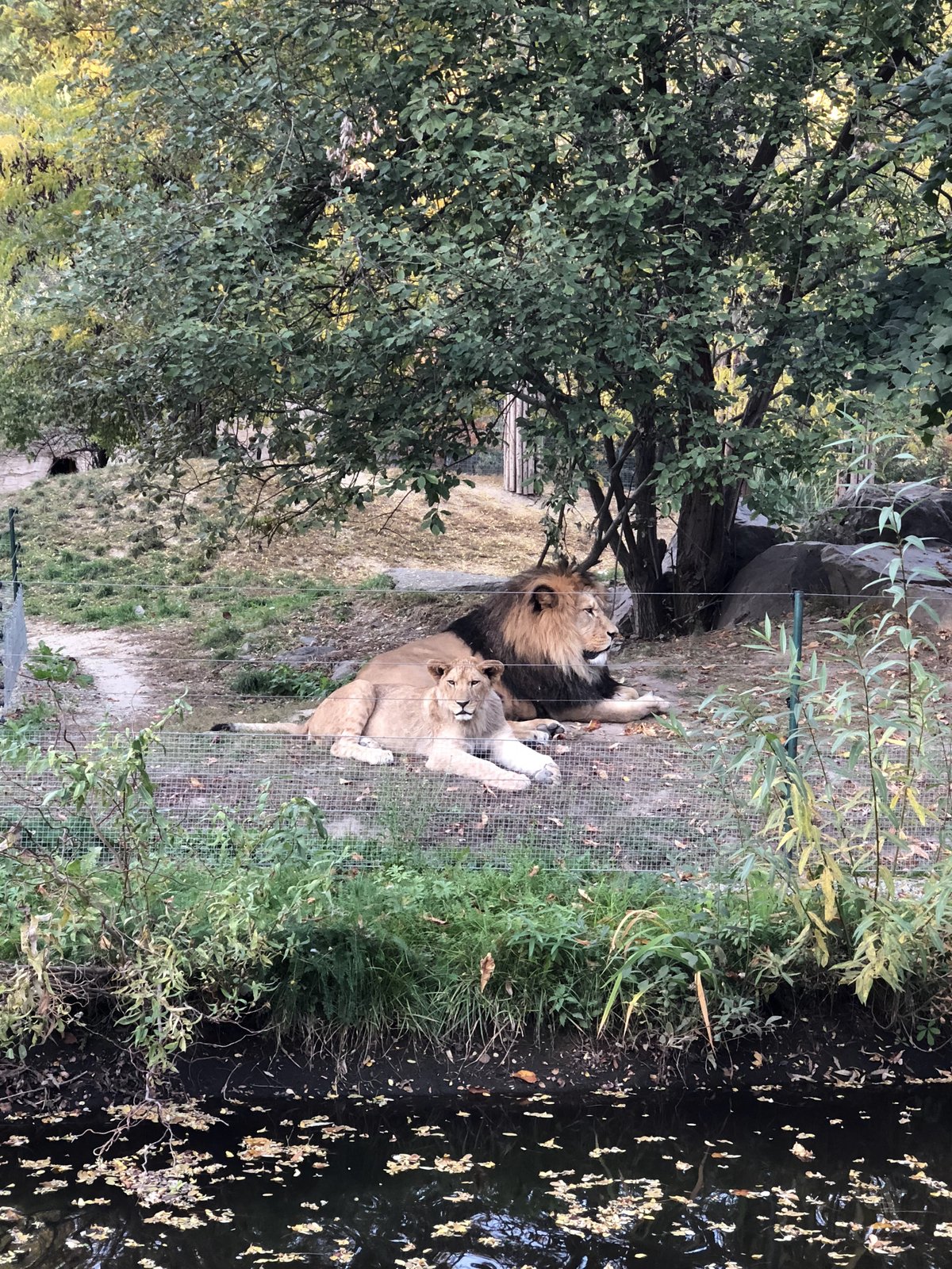 Zoologická a botanická zahrada města Plzně