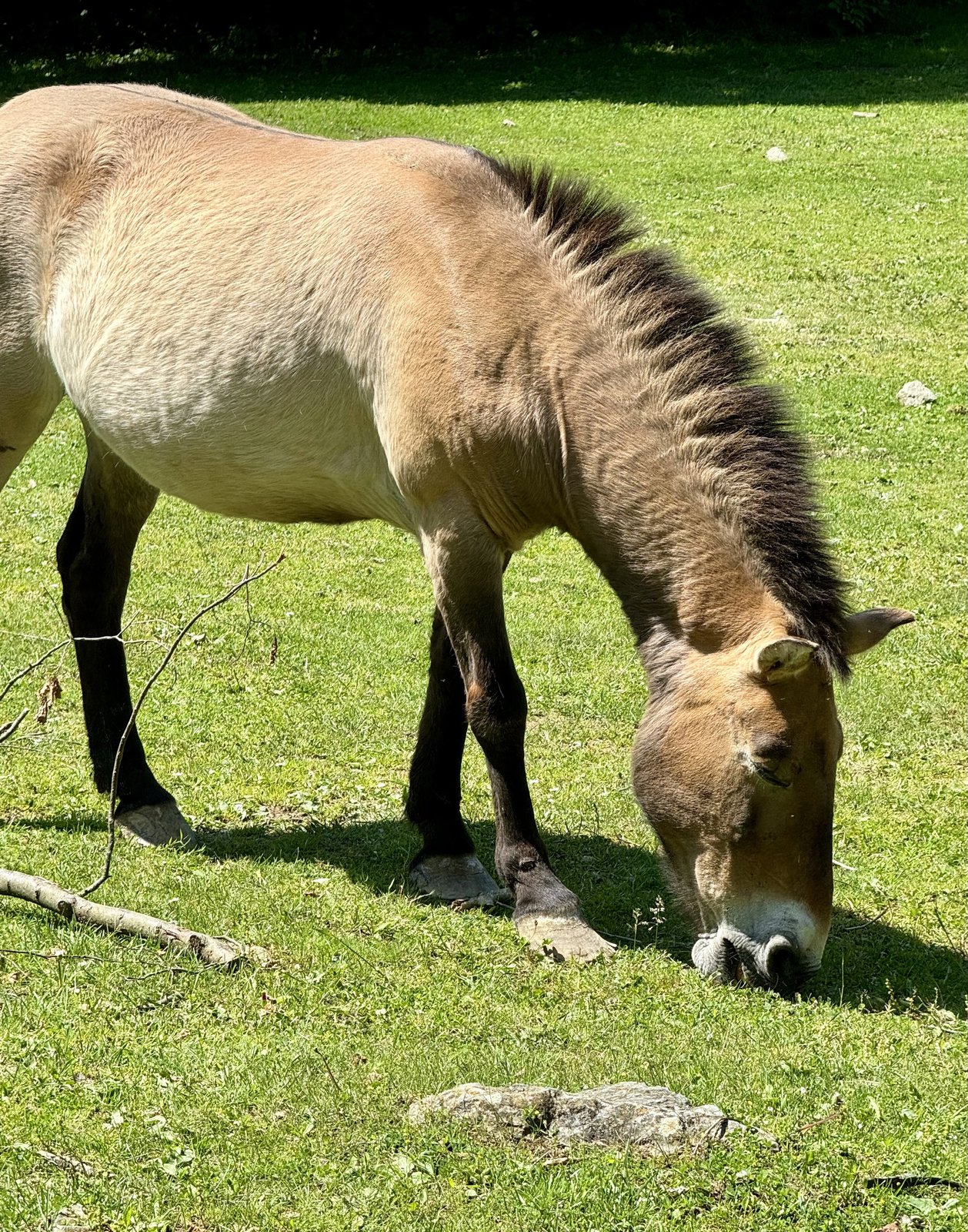 Košická zoologická zahrada